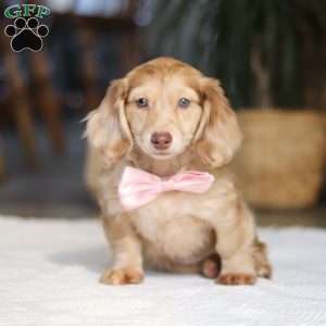 Schnitzel, Dachshund Puppy
